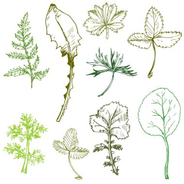 Mürekkep çizim yaprakları kümesi