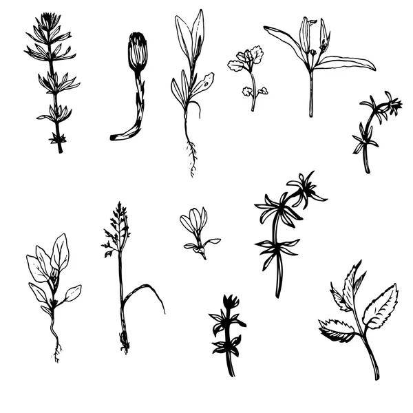 Set of ink drawing herbs and leaves Stock Vector Image by ©cat_arch
