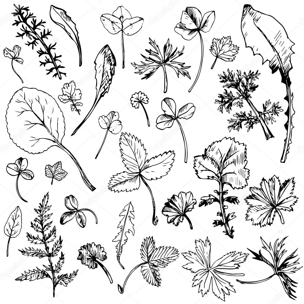 Ink Drawings Of Leaves