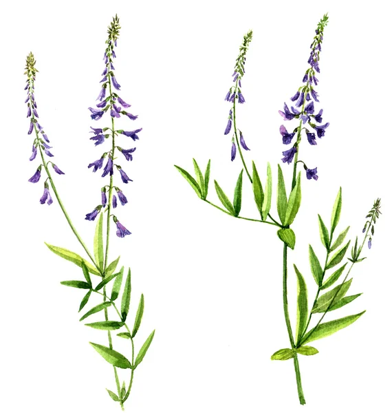 Satz von Aquarell-Zeichnung Blumen — Stockfoto