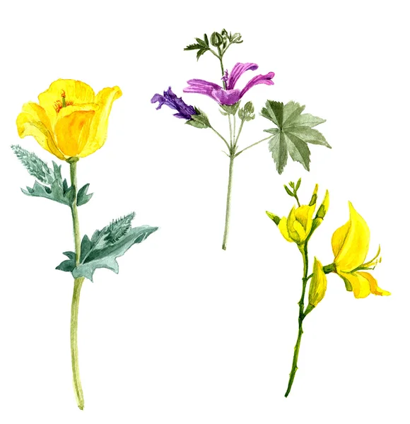 Set van aquarel tekening bloemen — Stockfoto