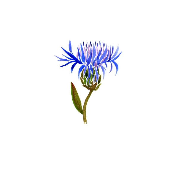 Aquarela desenho cornflower — Fotografia de Stock