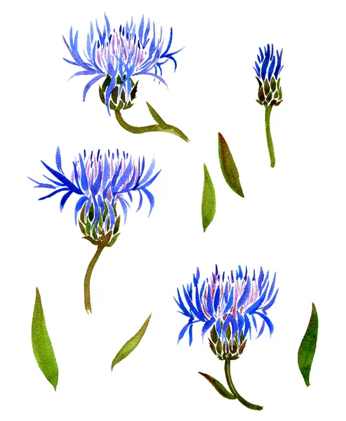 Conjunto de cornflowers desenho aquarela — Fotografia de Stock