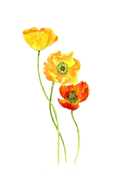 Dessin aquarelle fleurs de coquelicots jaunes — Photo