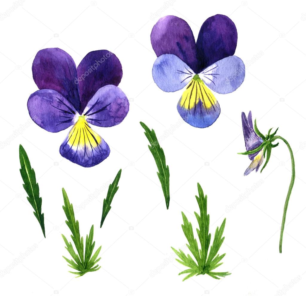 Set di acquerello disegno violetto fiori boccioli e foglie pansies dipinti di piante selvatiche illustrazione botanica in stile vintage colore