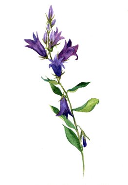 Sulu Boya çizim blue Bell'de çiçekler
