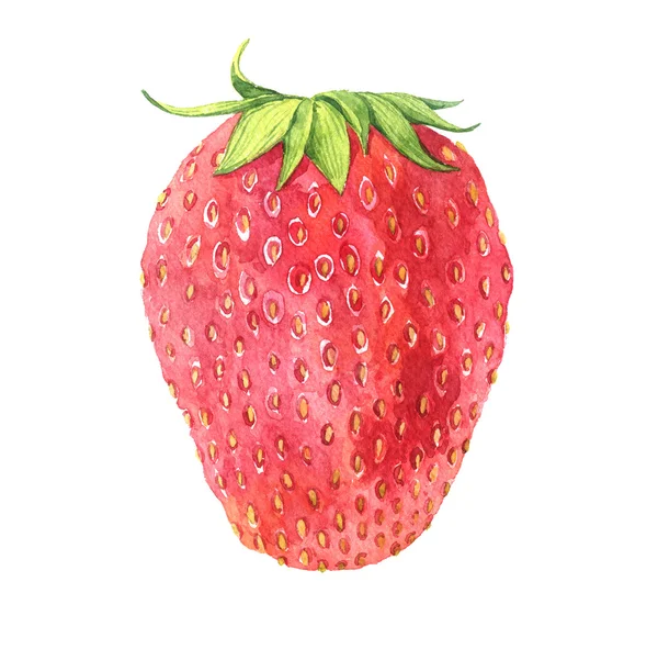 Aquarellzeichnung Erdbeere — Stockfoto