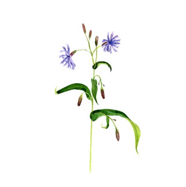 Sulu Boya çizim kır çiçeği