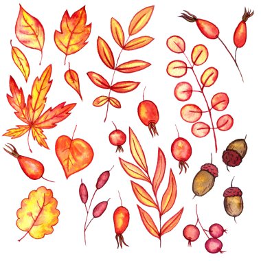 sonbahar yaprakları ve meyveleri