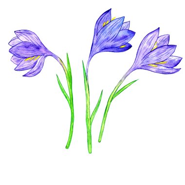 watercoolor çizim çiğdemler