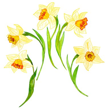 watercoolor çizim nergis