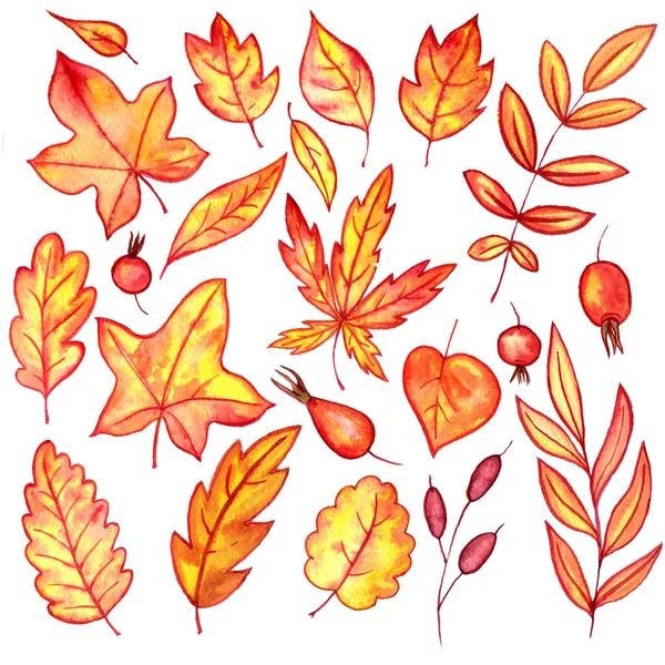Conjunto de hojas y bayas de otoño — Foto de Stock