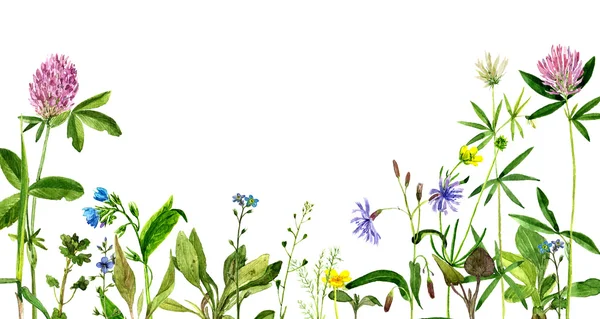 Suluboya çizim çiçekler ve otlar — Stok fotoğraf