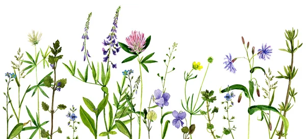 Acquerello disegno fiori ed erbe — Foto Stock