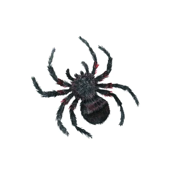 수채화 만화 거미 — 스톡 사진