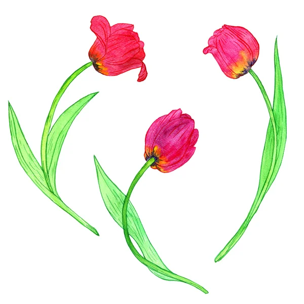 Watercoolor drawing red tulips — Stock Photo, Image