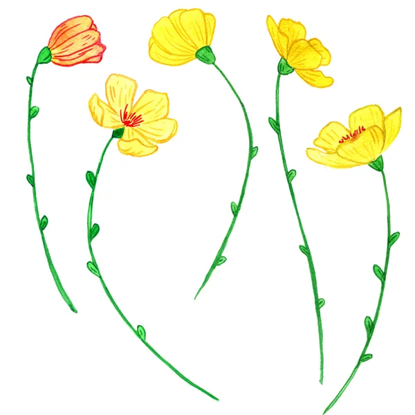 Watercoolor rysunku żółte kwiaty — Zdjęcie stockowe