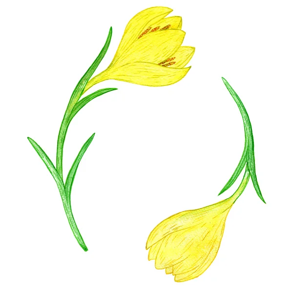 Watercoolor drawing yellow crocuses — Stock Photo, Image