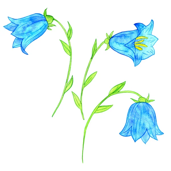 Watercoolor drawing blue bellflowers — Stock Photo, Image