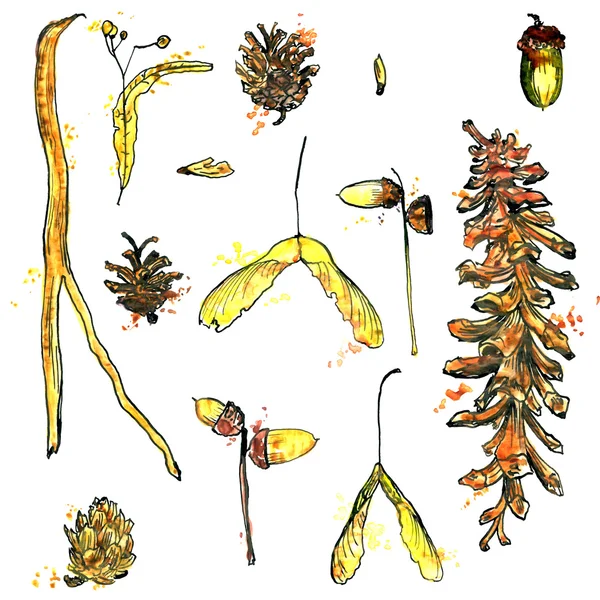 Watercolor set of twigs, pine cones, seeds and acorns — Stock Photo, Image