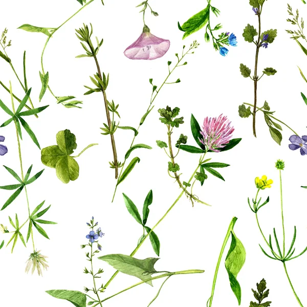 Seamless pattern with watercolor drawing flowers and herbs — Stock Photo, Image