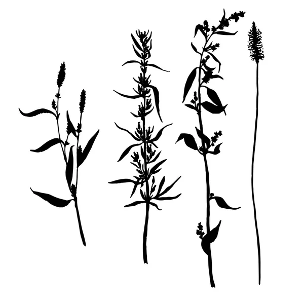 Vektor Reihe von Zeichnung Pflanzen Silhouetten — Stockvektor