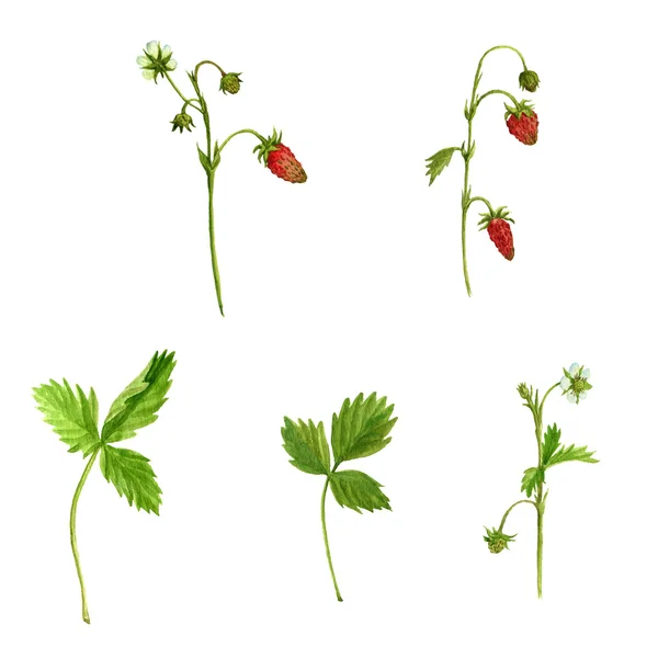 Acuarela plantas de dibujo de fresa —  Fotos de Stock