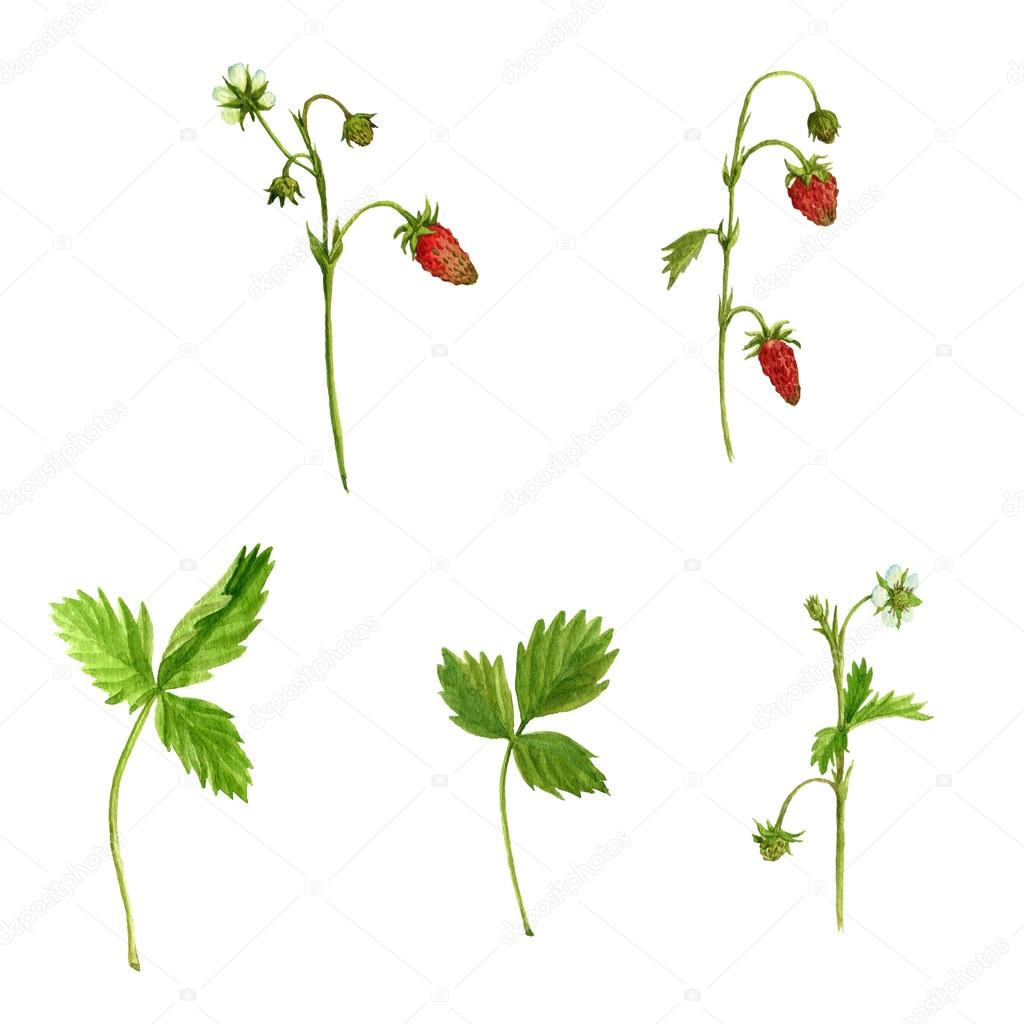 watercolor drawing plants of strawberry