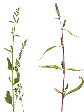 Bitkiler çizim suluboya