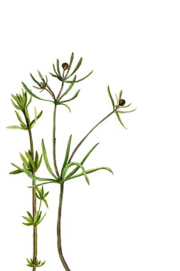 suluboya çiçekler çiziyor