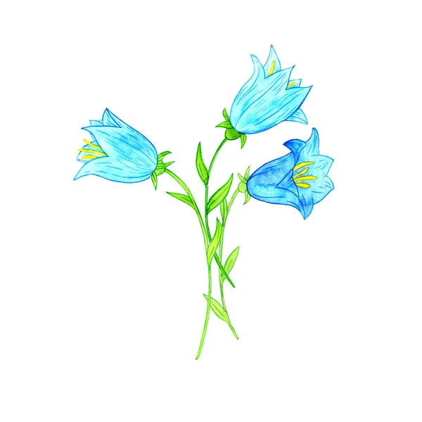 Watercoolor drawing blue bellflowers — Stock Photo, Image