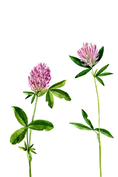 Watercolor drawing flowers of clover — Stock Photo, Image