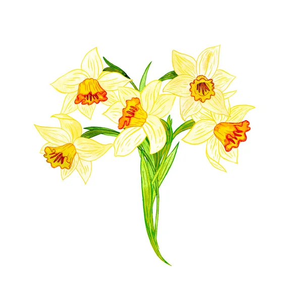 Watercoolor výkresu Narcis — Stock fotografie