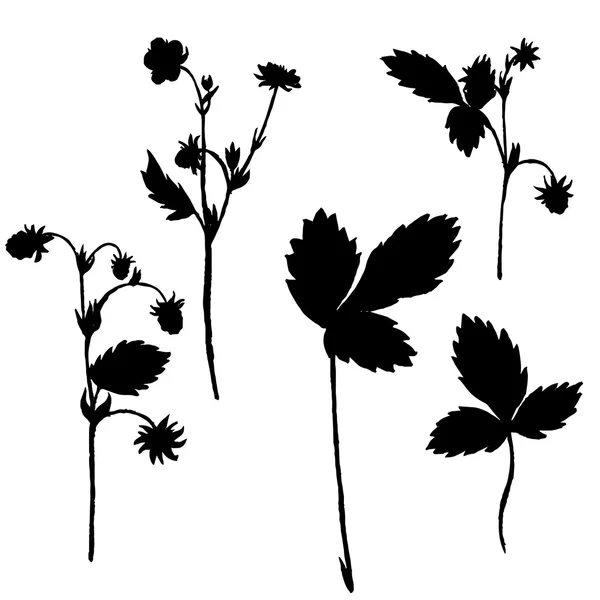 Vector uppsättning ritning växter silhuetter — Stock vektor