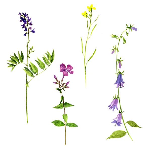Set di piante da disegno ad acquerello — Foto Stock
