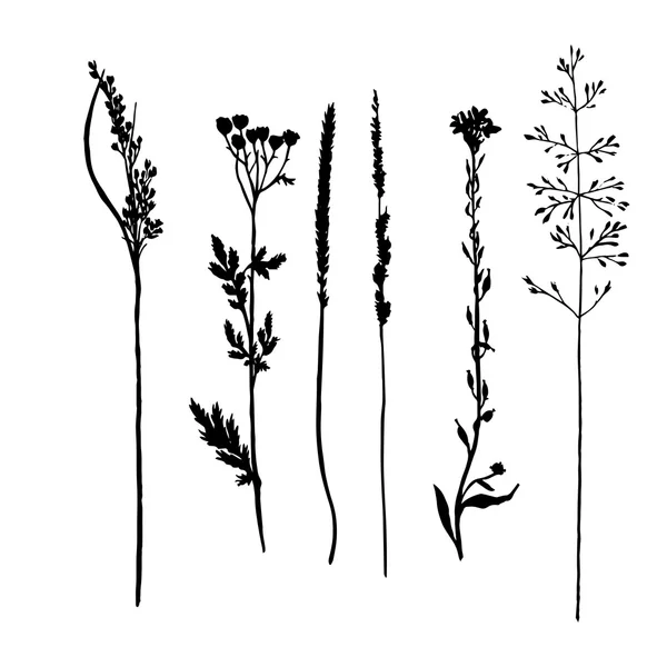Vektoros rajz növények sziluettek csoportja — Stock Vector