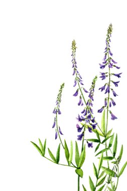 suluboya çiçekler çiziyor