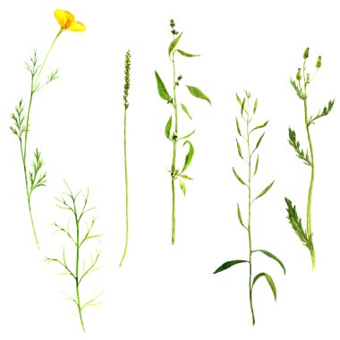 Sulu Boya çizim bitkiler kümesi