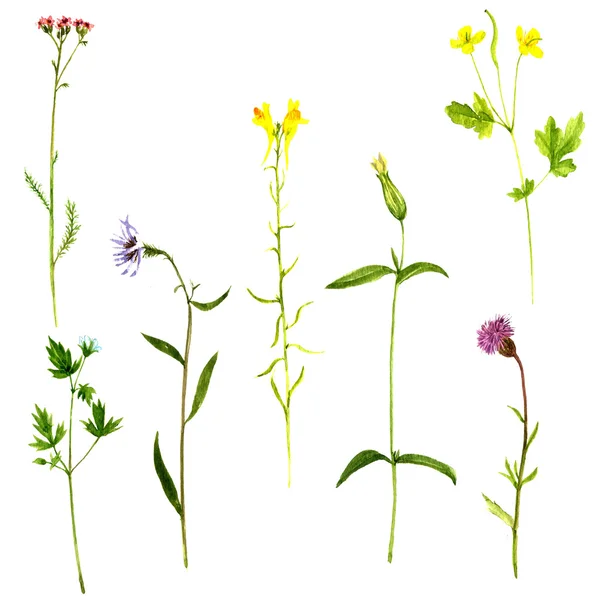 Set of watercolor drawing plants — Stock Photo, Image