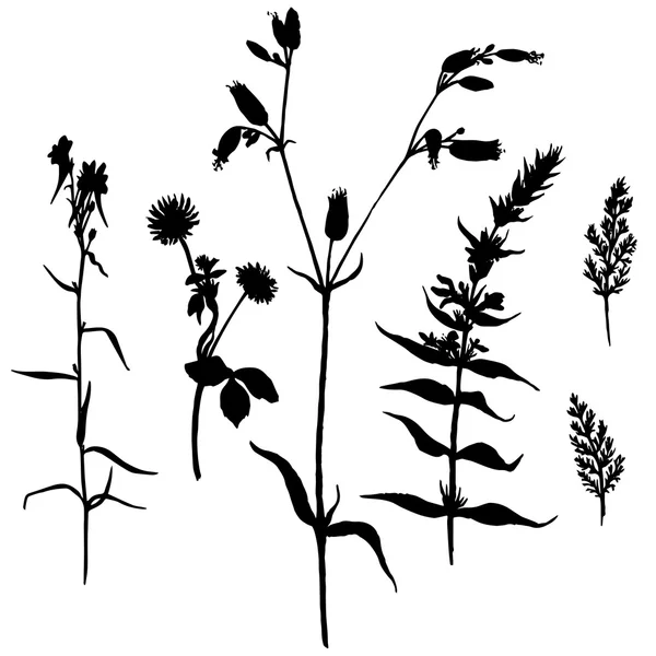 Çizim bitkiler siluetleri vektör kümesi — Stok Vektör