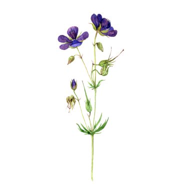 suluboya çiçekler çiziyor