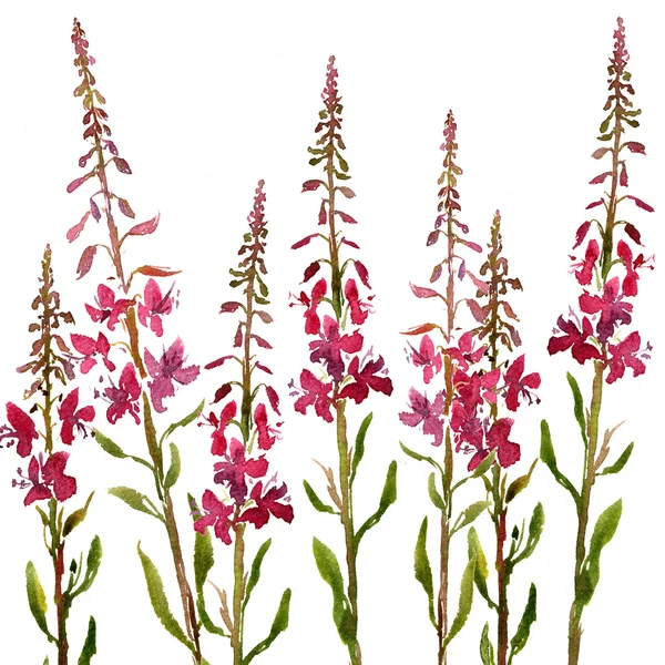 ウィロー ハーブの花を描く水彩画 — ストック写真