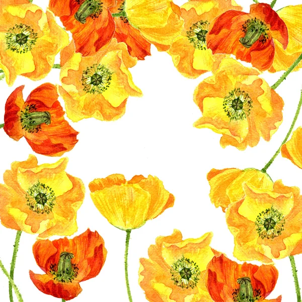 Sarı haşhaş çiçekleri çizim suluboya — Stok fotoğraf