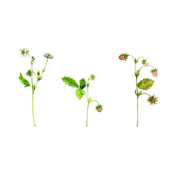 Sada akvarel nakreslených rostlin jahodníku — Stock fotografie
