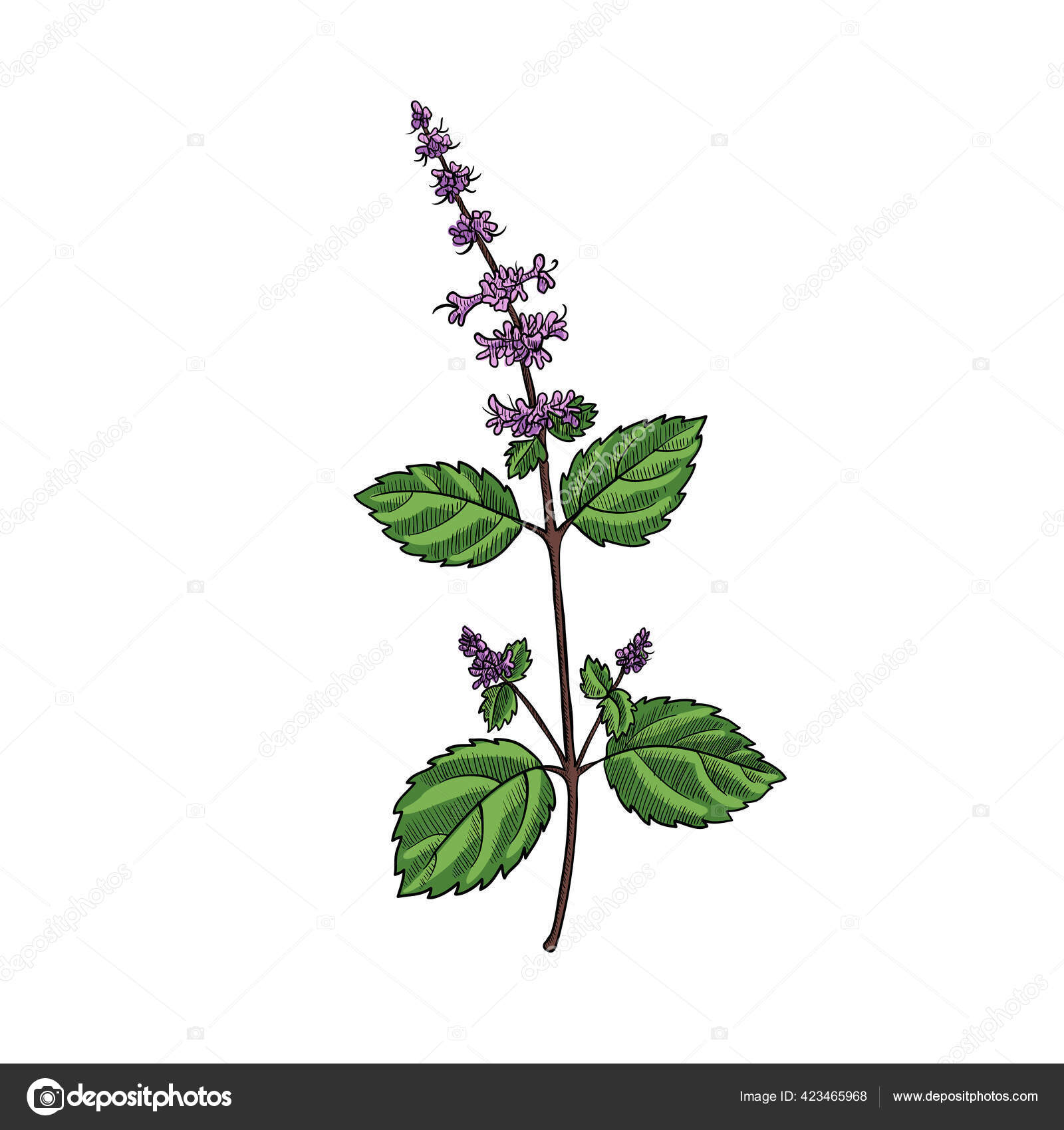 Vector drawing tulsi Stock Vector by ©cat_arch_angel 423465968