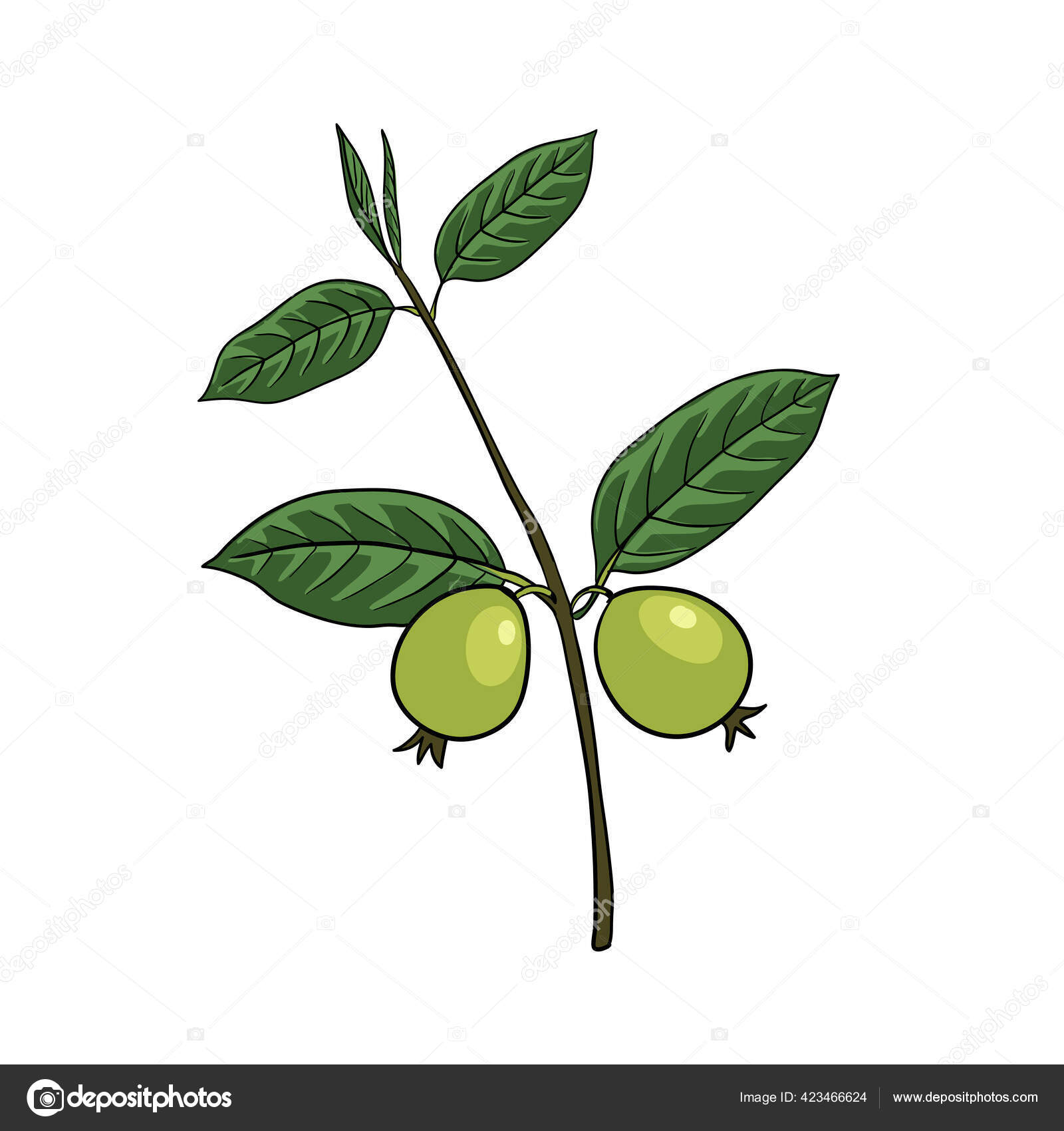 Pohon Jambu Stok Vektor