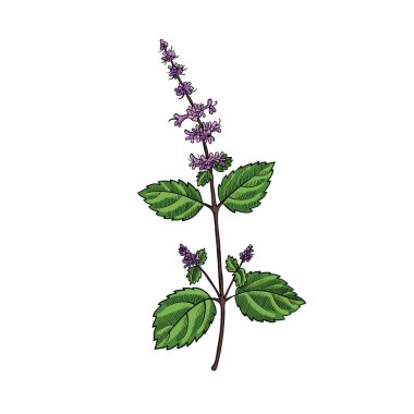 Tulsi çizen vektör