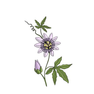 vektör çizimi passiflora