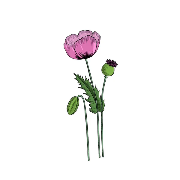 Wektor rysunek maku opium — Wektor stockowy