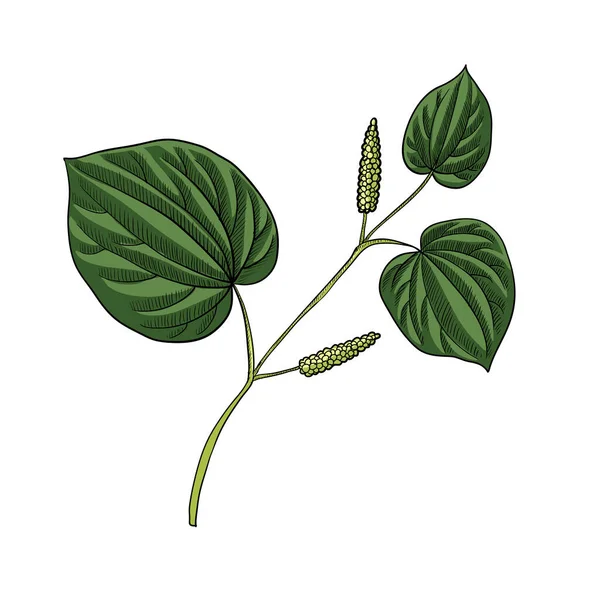 Wektor rysunek kava roślin — Wektor stockowy